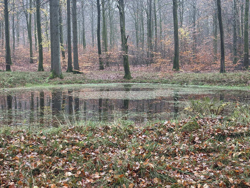 Billede af idylisk skovsø fra udinaturen.dk’s Umbracoløsning