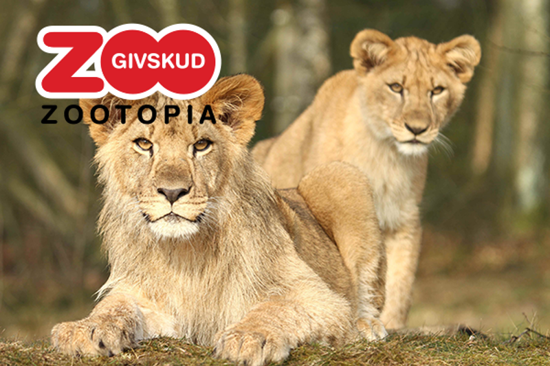Umbraco hjemmeside og app-udvikling til Givskud Zoo